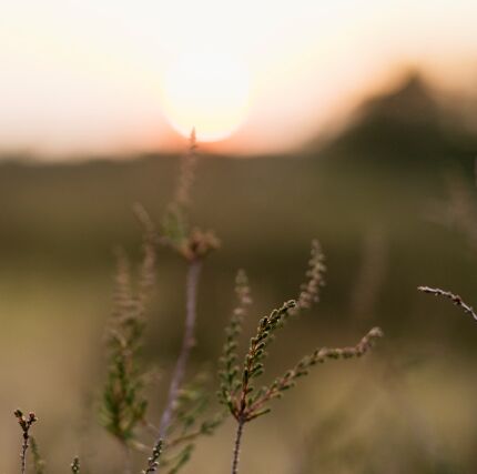 Man sieht ein Feld bei Sonnenuntergang
