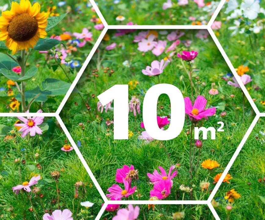 Blumenwiese mit Sonnenblume und Quadratmeterangabe