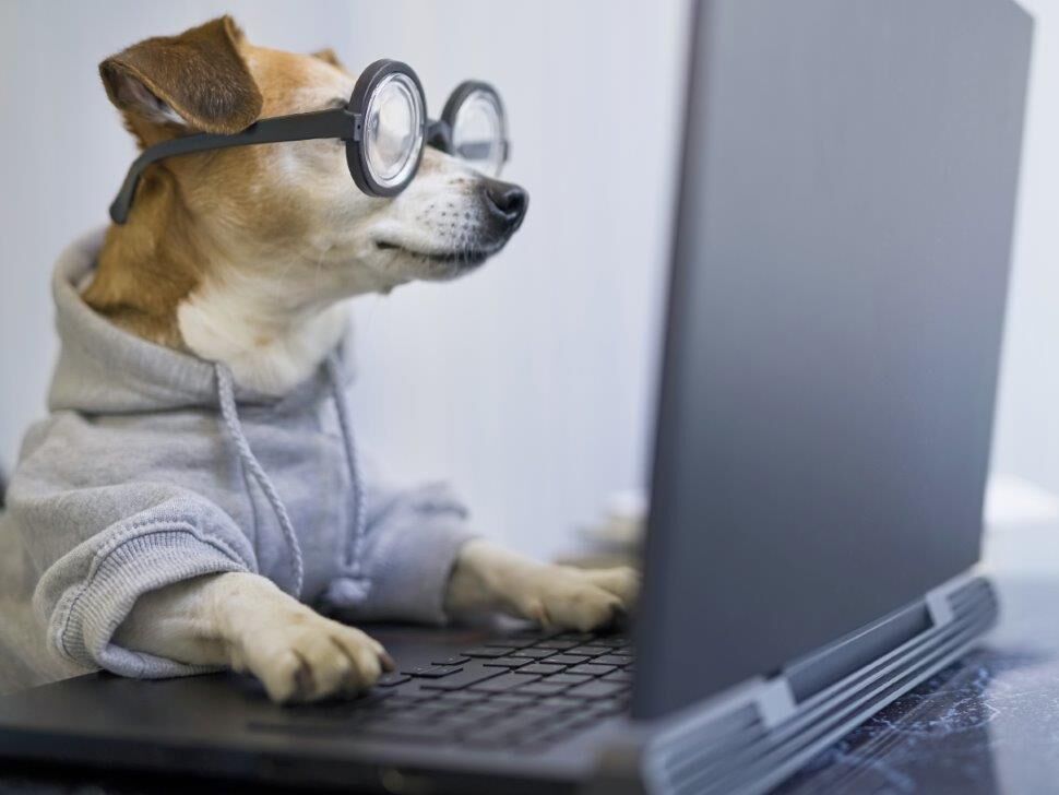Hund arbeitet an Laptop