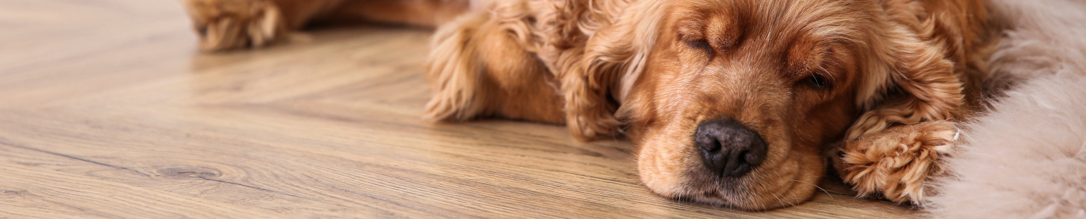 Hund schläft auf warmen Boden 