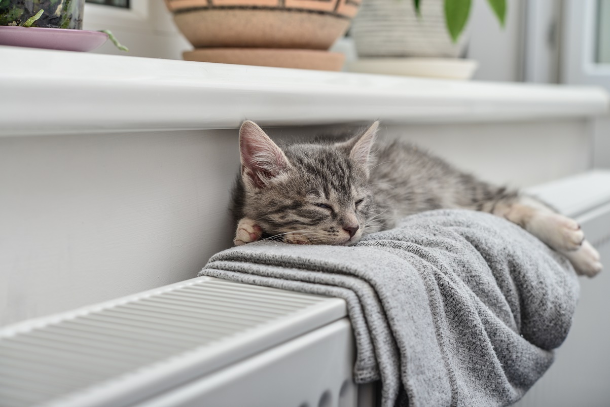Katze liegt auf Heizung Katze liegt auf der Heizung und schläft