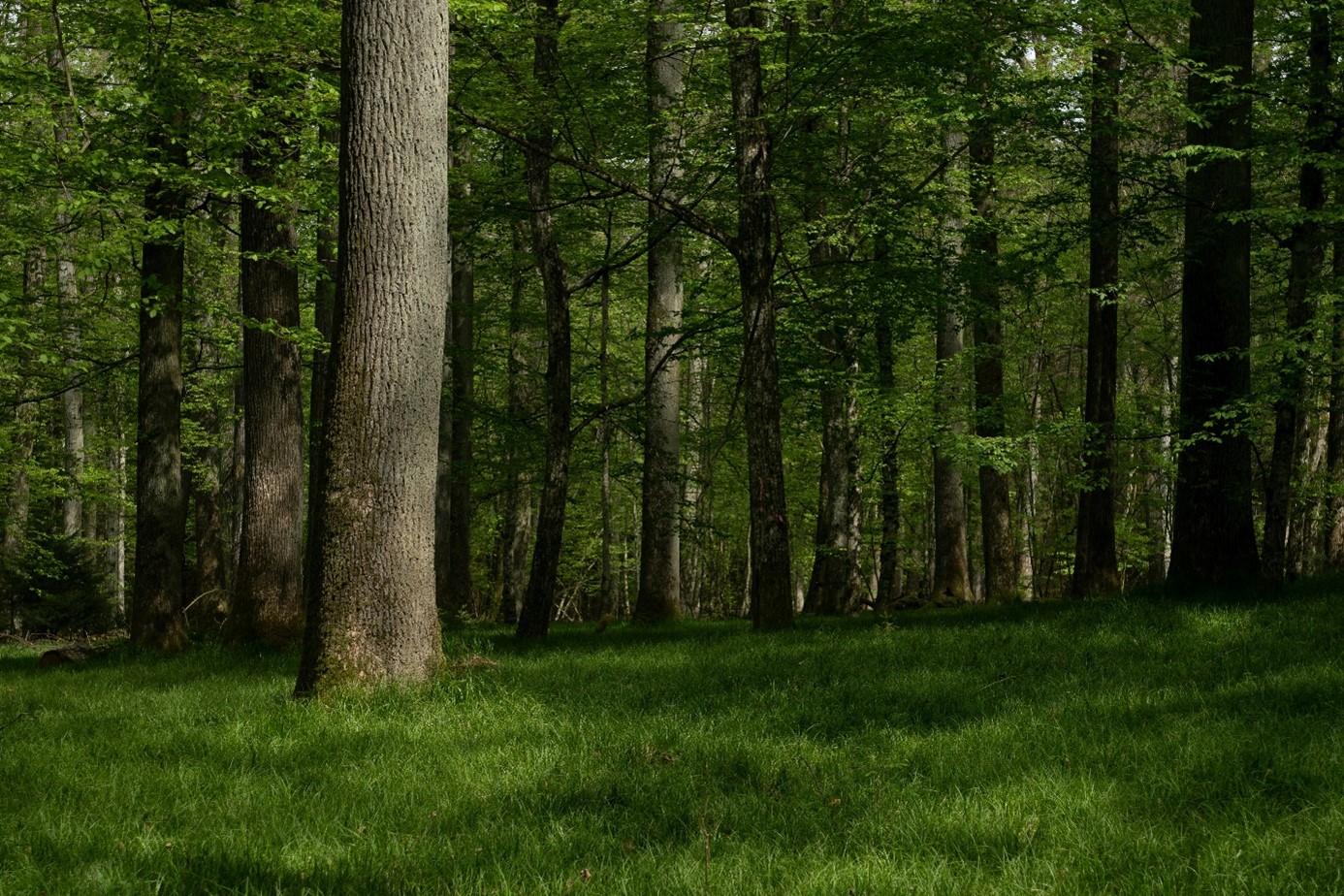 Wald